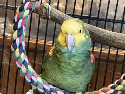 Amazon yellow head