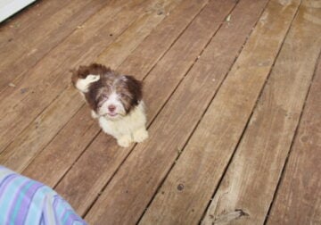 Male havanese