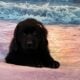AKC Newfoundland’s Full Registration