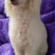 Expecting Toy Poodle litter