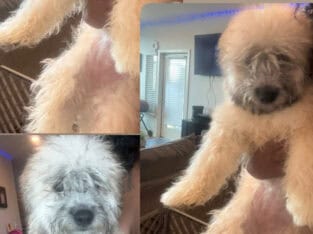 Mini poodle/dashound