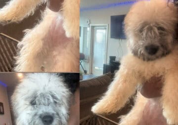 Mini poodle/dashound