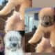 Mini poodle/dashound