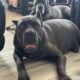 Cane Corso pups for sale