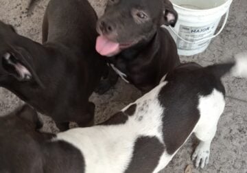 Mastiff/pit puppies for sale