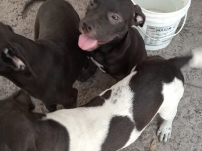 Mastiff/pit puppies for sale