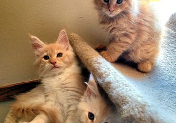 Reduced Maine Coon male kittens, one is polydactyl