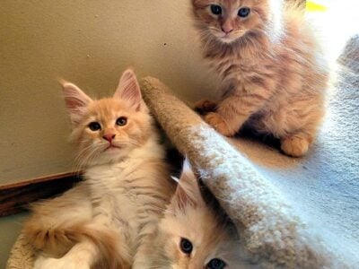 Reduced Maine Coon male kittens, one is polydactyl