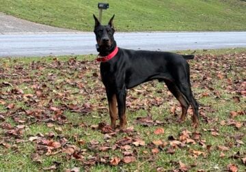 Doberman