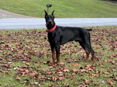 Doberman