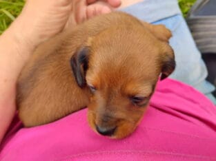 This sweet girl is Poppy