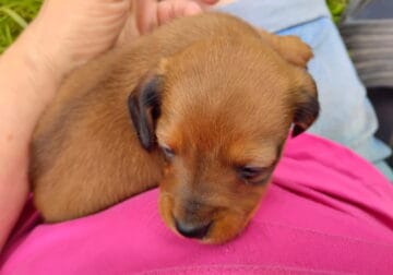 This sweet girl is Poppy