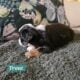 Minature Australian Shepherds