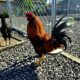 Brownred Rooster