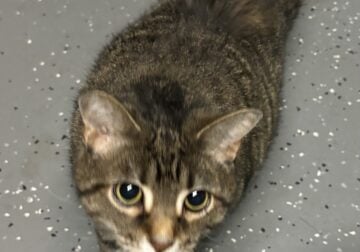 Need new home for Cat