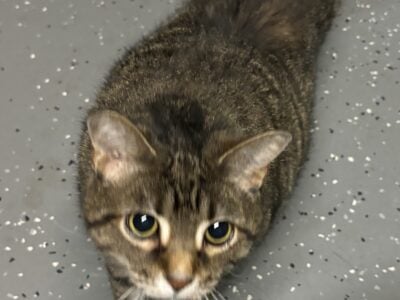 Need new home for Cat