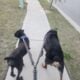 AKC Cane Corso Gentle Giant