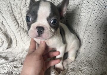 Little chip
