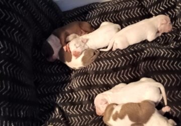 Pit Puppies-6 weeks
