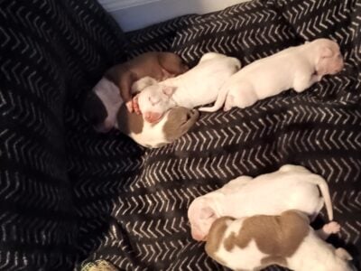 Pit Puppies-6 weeks