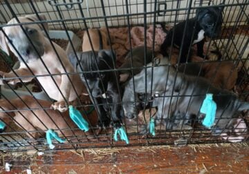 Free puppies