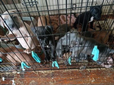 Free puppies