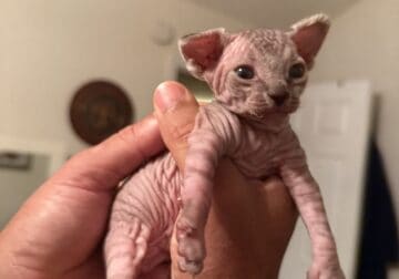 Sphynx Kittens