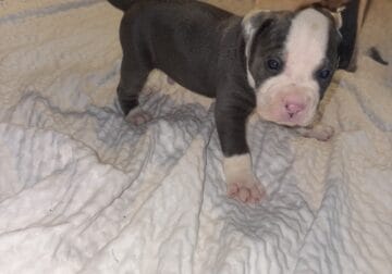 American bully pups for sale $450 or less