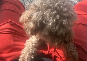 toy poodles