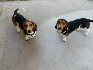 2 Beagle Dachshund