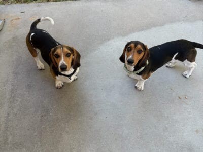 2 Beagle Dachshund