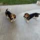 2 Beagle Dachshund