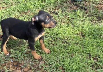 AMERICAN BULLY TRI