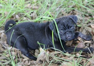 Baby Bella
