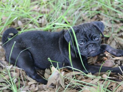 Baby Bella