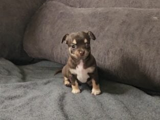 Purebred Chihuhua females
