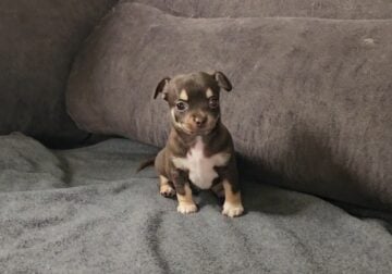 Purebred Chihuhua females