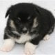 AKC Pembroke Welsh Corgi’s in WI