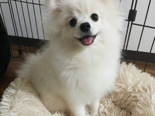 Healthy and affordable Pomeranian puppies for sale