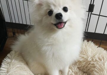 Healthy and affordable Pomeranian puppies for sale