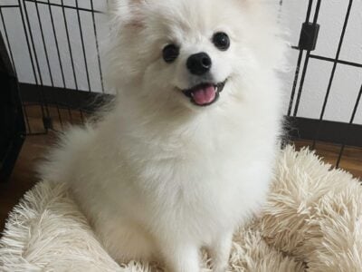 Healthy and affordable Pomeranian puppies   ...