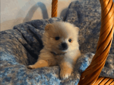 Pomeranian pups one female one male