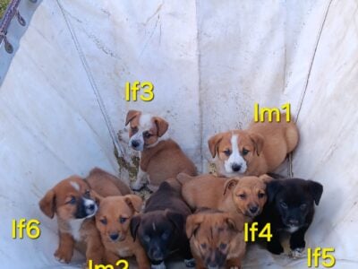 Corgi mix puppies