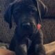 Great Dane Puppies