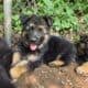 Beautiful puppies