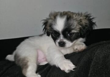 Pekingese and Maltese mix