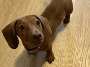 Female Mini Dachshund Puppy