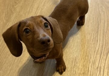Female Mini Dachshund Puppy