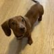 Female Mini Dachshund Puppy