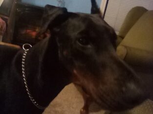 14 Month old Doberman
